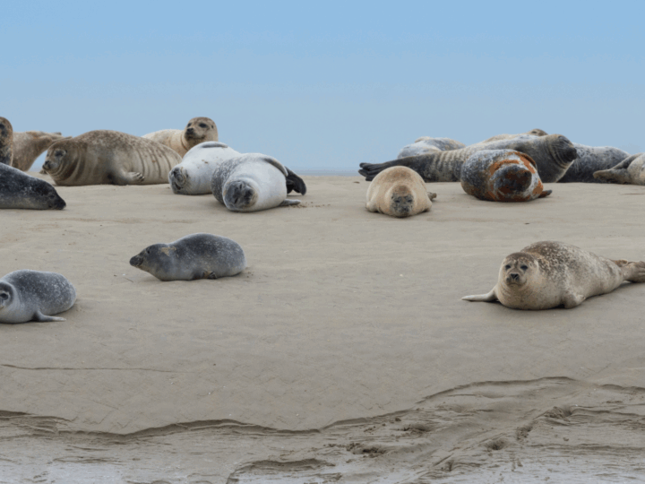 Les Voyages de L'Avenir - Baie de Somme (1)