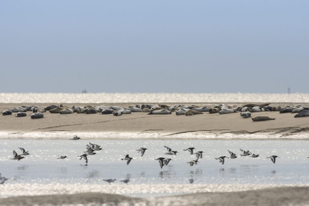 Baie de Somme, la nature en grand