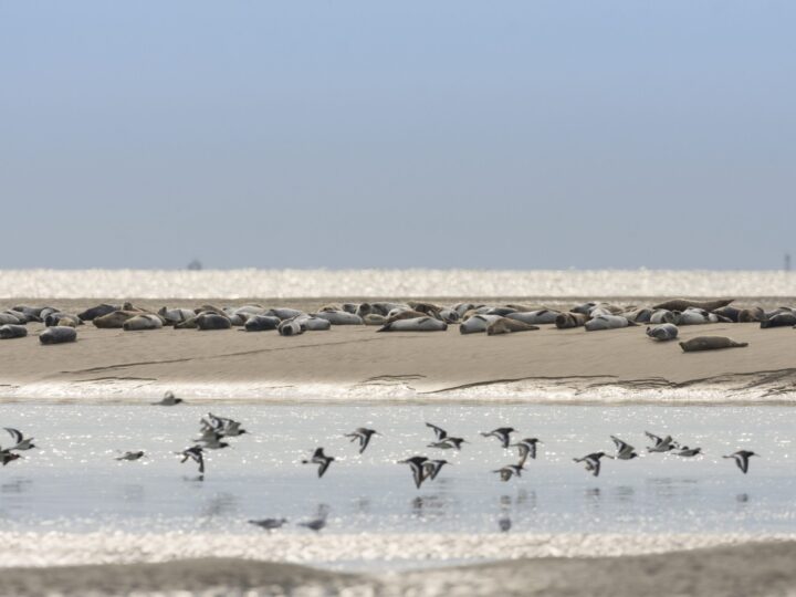 Baie de Somme, la nature en grand
