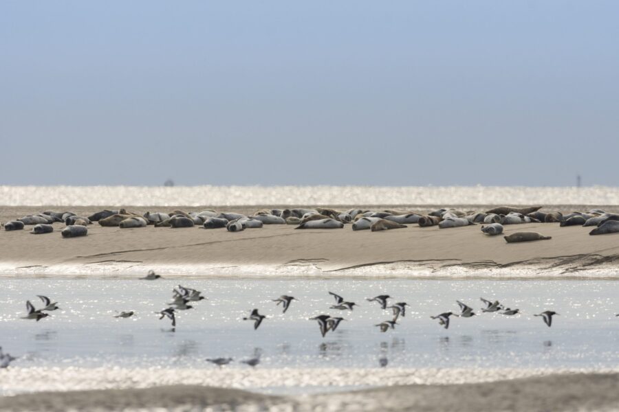 Baie de Somme, la nature en grand