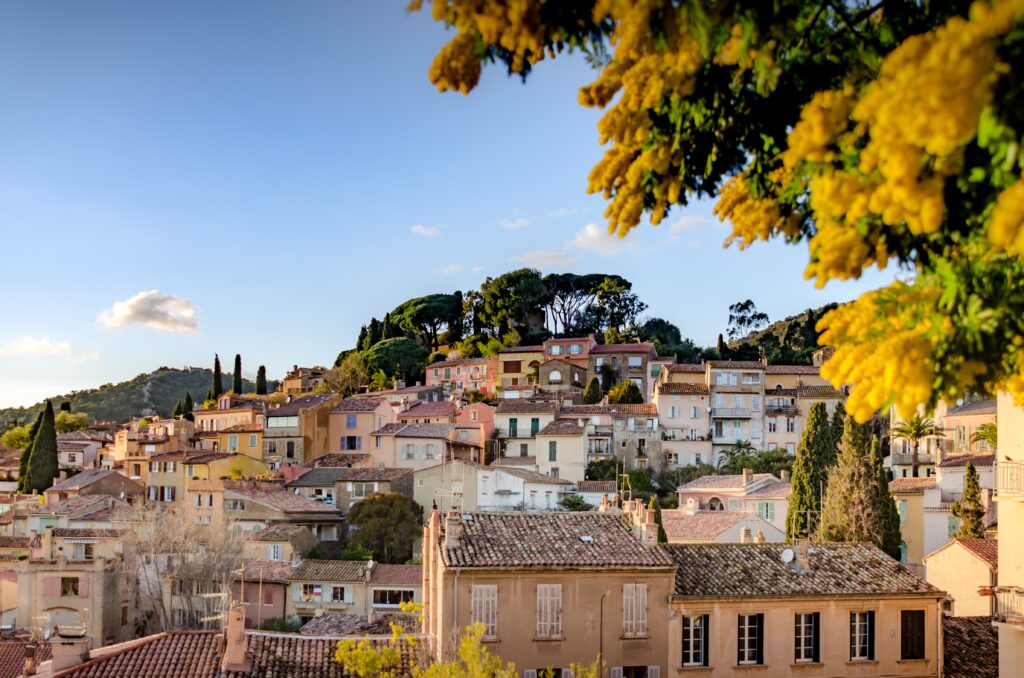 La route du Mimosa, un parfum d’or sur la Côte d’Azur