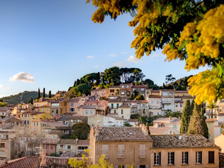 La route du Mimosa, un parfum d’or sur la Côte d’Azur