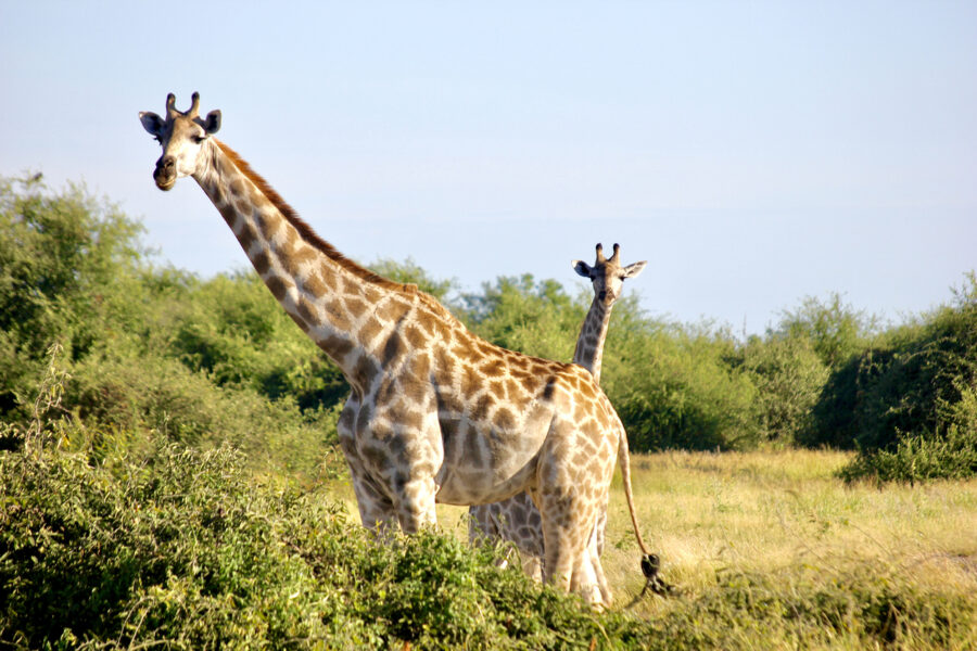 journée4 - LODGE : Parc National de Chobé (Namibie-Botswana)