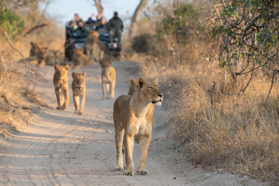 Trésors d’Afrique du Sud