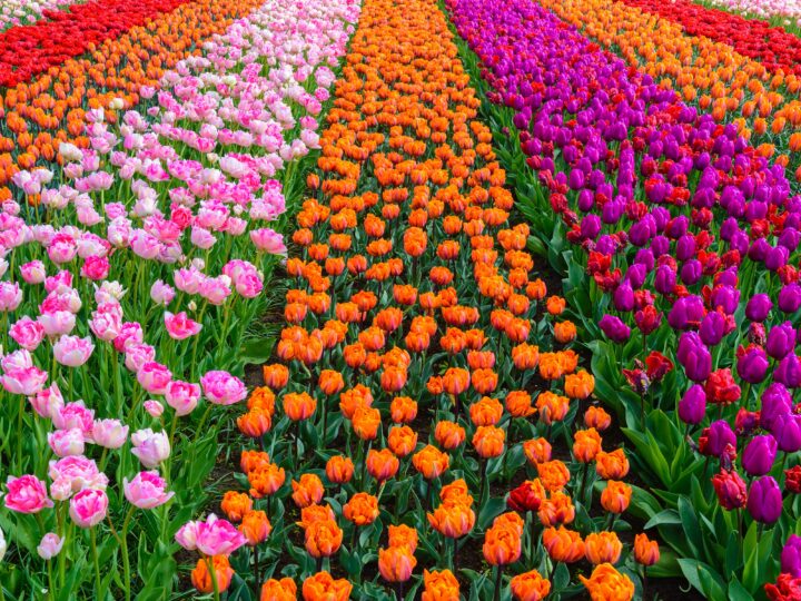 journée2 - Keukenhof