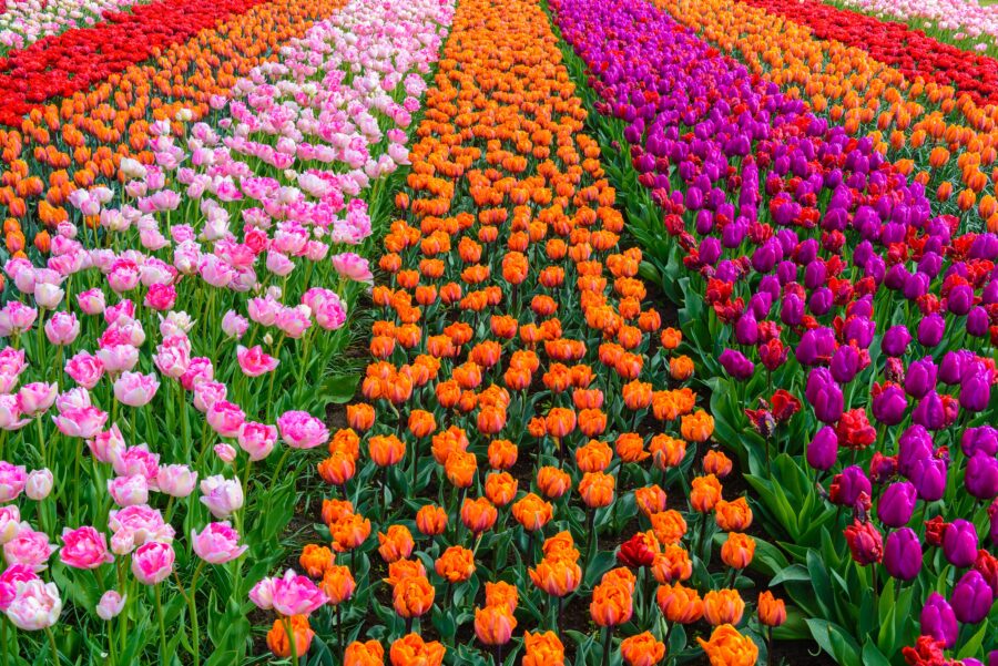 journée2 - Keukenhof