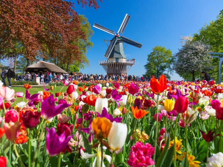 Blooming colorful tulips flowerbed in public flower garden with windmill. Popular tourist site. Lisse, Holland, Netherlands.
