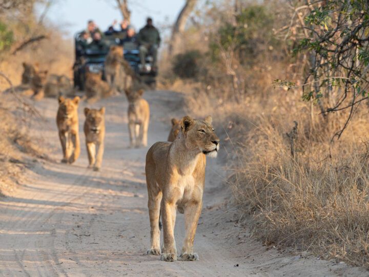 Trésors d’Afrique du Sud