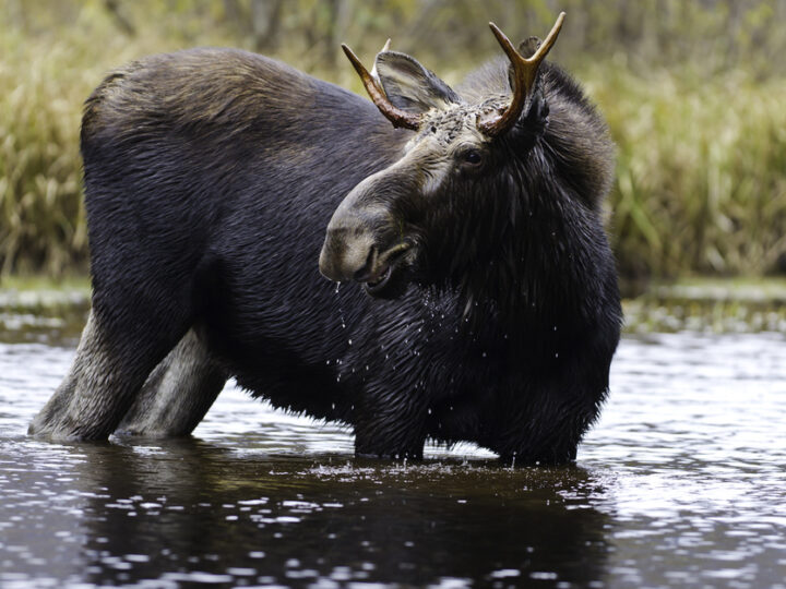 journée5 - Saint-Prime - Saint-Félicien
