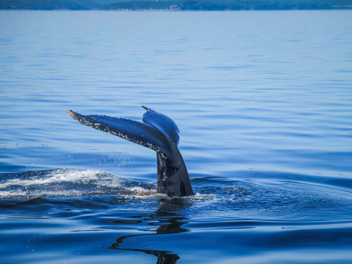 journée6 - Tadoussac - Pointe-au-Pic