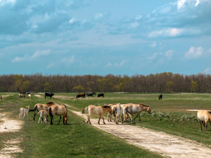journée4 - Kalocsa - Budapest
