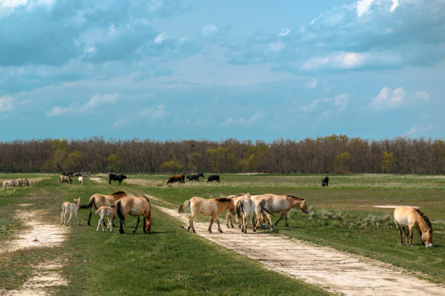 journée4 - Kalocsa - Budapest