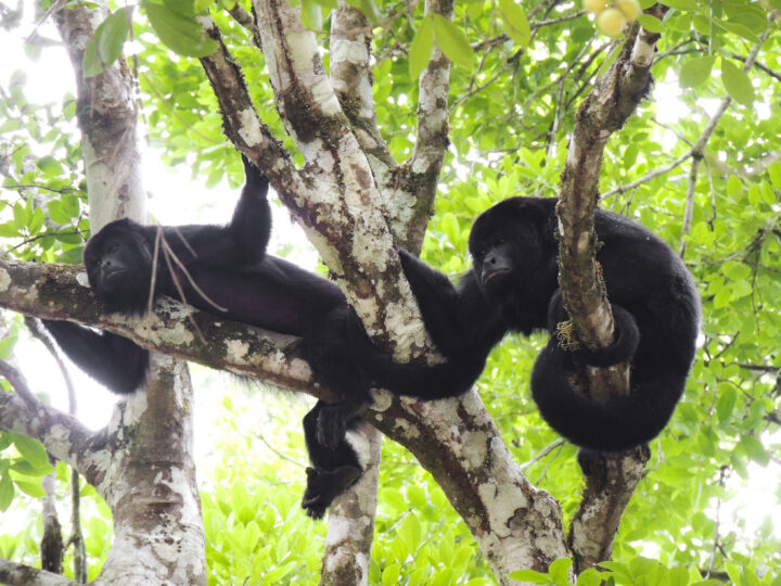 GUATEMALA_-_ANIMAUX[1]