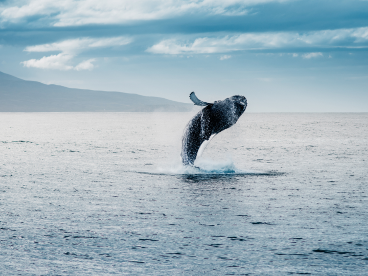 journée5 - Observation de baleines - Vallée de Reykholt - Borganes
