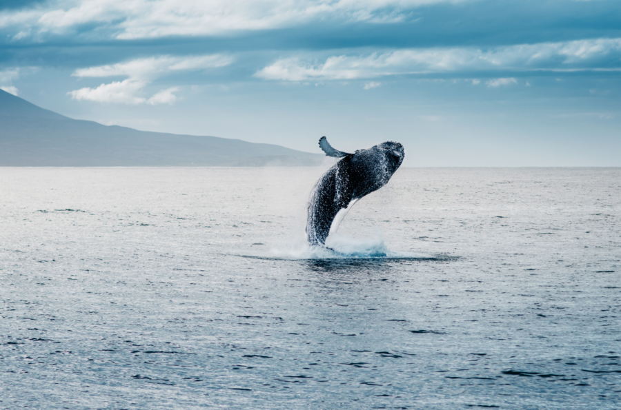 journée5 - Observation de baleines - Vallée de Reykholt - Borganes