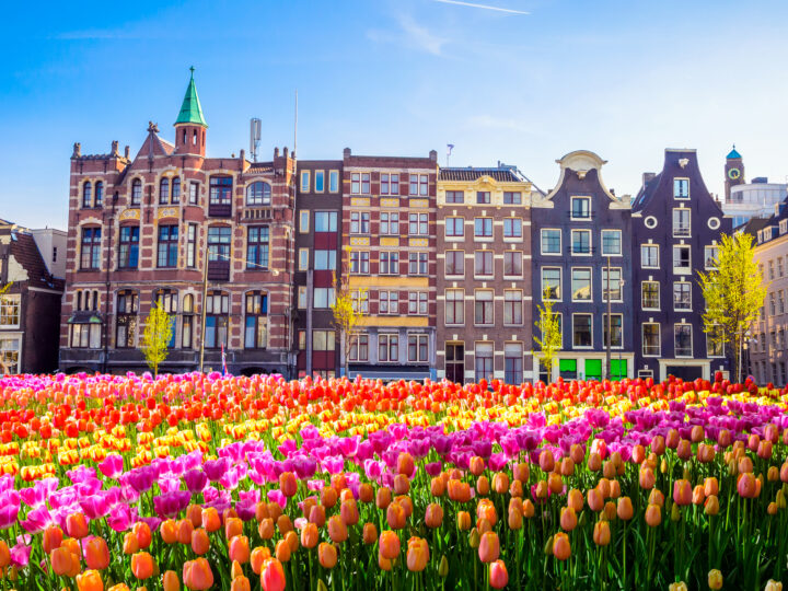 La Hollande, pays des tulipes